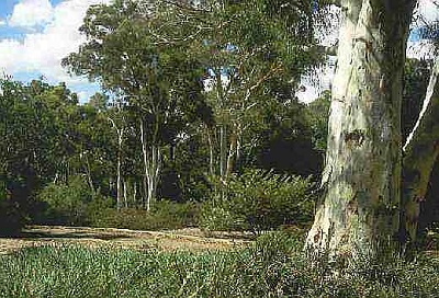 Eucalyptus polybractea 