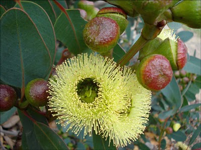 Eucalyptus preissiana 
