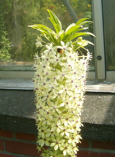 Eucomis pallidiflora 
