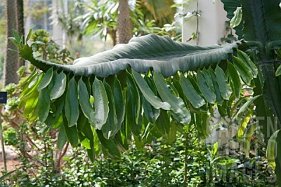 Euphorbia ampliphylla
