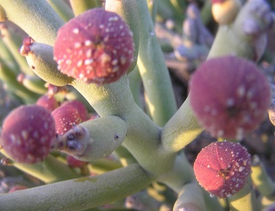 Euphorbia gummifera 