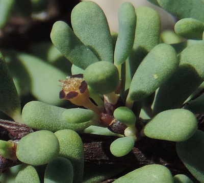 Euphorbia longinsulicola