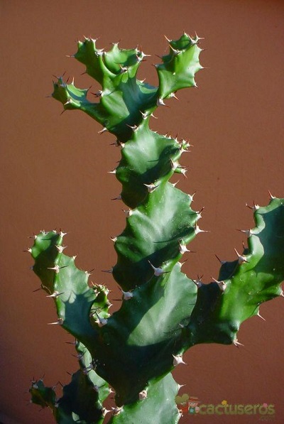 Euphorbia tortilis 