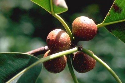 Ficus elasticoides