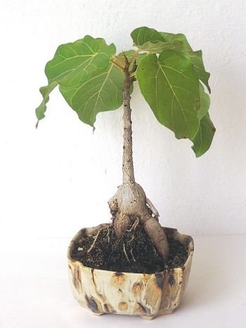 Ficus soldanella