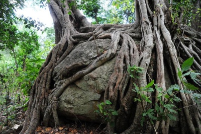 Ficus thonningi