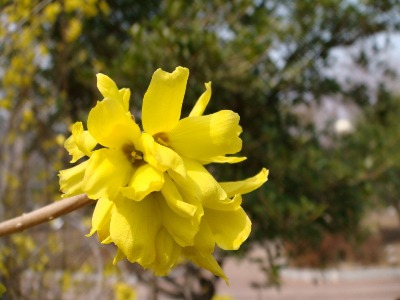 Forsythia densiflora