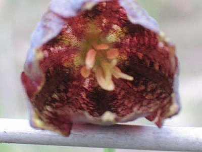 Fritillaria degeniana