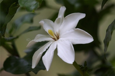 Gardenia lutea