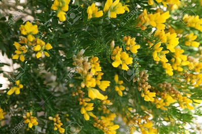 Genista linifolia