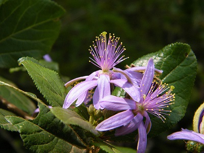 Grewia similis