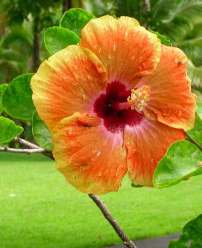 Hibiscus brackenridgei	