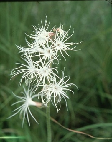 Holothrix longiflora