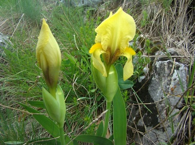 Iris bosniaca