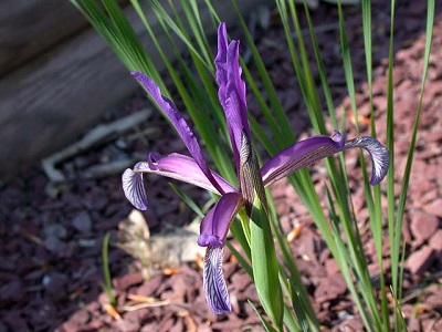 Iris brandzae