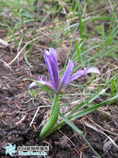 Iris bungei