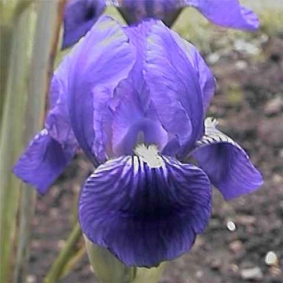 Iris croatica 