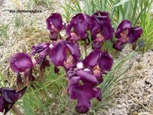 Iris demawendica