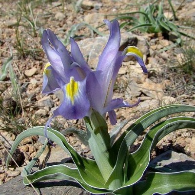 Iris hippolyti