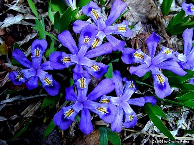Iris lacustris