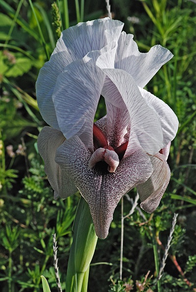 Iris lortetii 