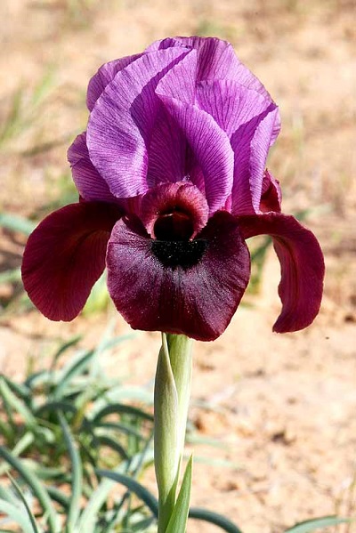 Iris mariae 