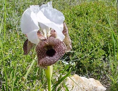 Iris nazarena