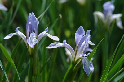 Iris pallasii 