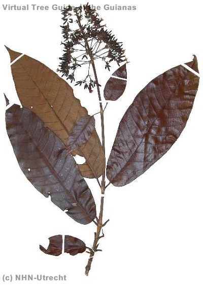 Isertia parviflora