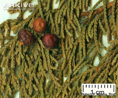 Juniperus  gracilior
