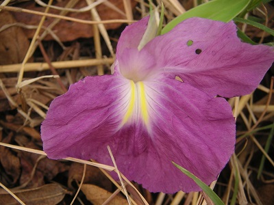 Kaempferia aethiopica