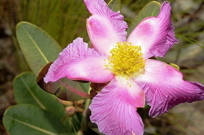 Kielmeyera rubriflora 