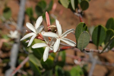 Landolphia capensis