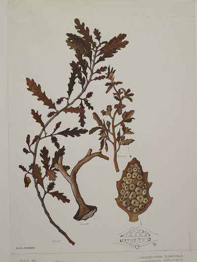 Landsburgia quercifolia