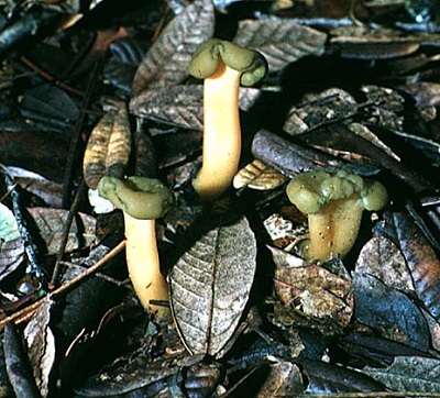 Leotia viscosa