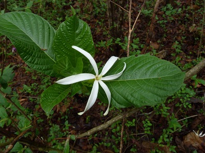 Leptactina platyphylla