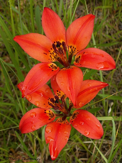 Lilium montanum