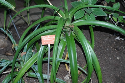 Lomatophyllum aldabrense