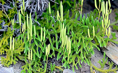 Lycopodium japonicum