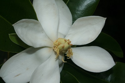 Magnolia cubensis