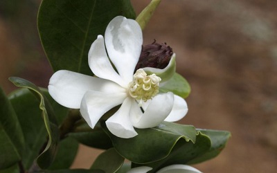 Magnolia pallescens