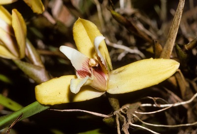 Maxillaria parkeri