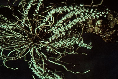 Microcoelia guyoniana