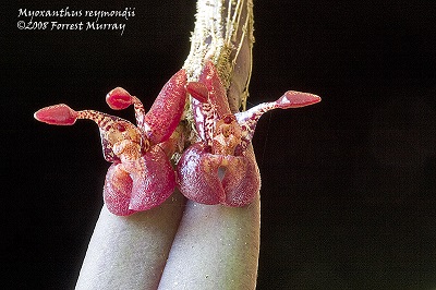 Myoxanthus reymondii