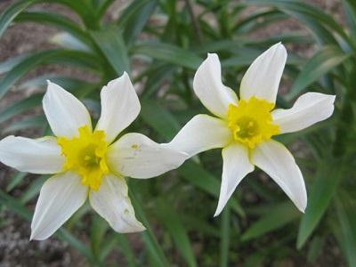 Narcissus incomparabilis 