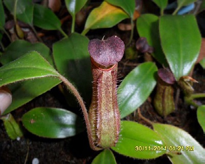 Nepenthes mindanaoensis
