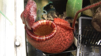 Nepenthes peltata
