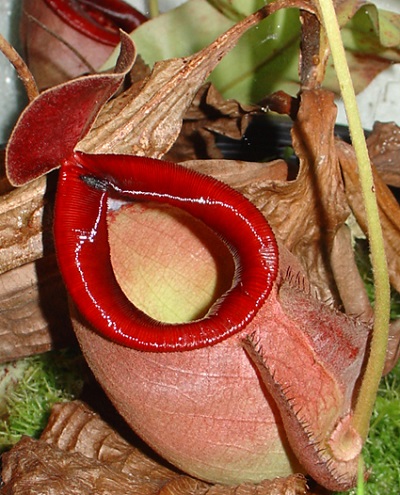 Nepenthes rowanae
