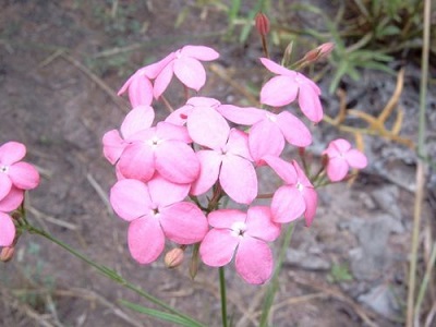 Oldenlandia grandiflora