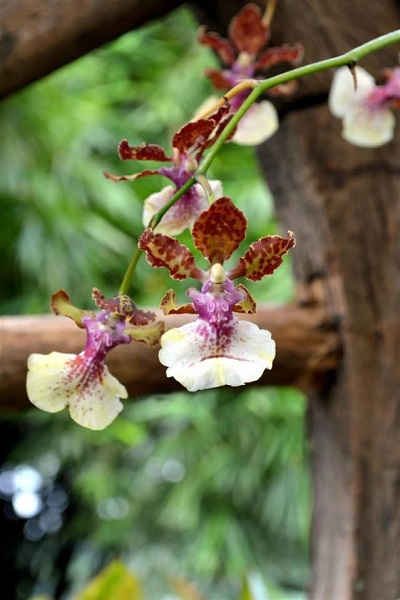 Oncidium annette (florida x lanceanum)
